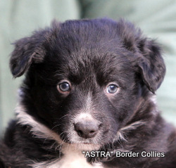 Black and white, Male, medium to rough coated, border collie puppy